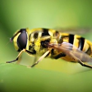 Meet your Posher, Alexander